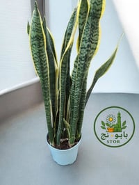 نبات جلد النمر • حجم كبير • توصيل الموصل