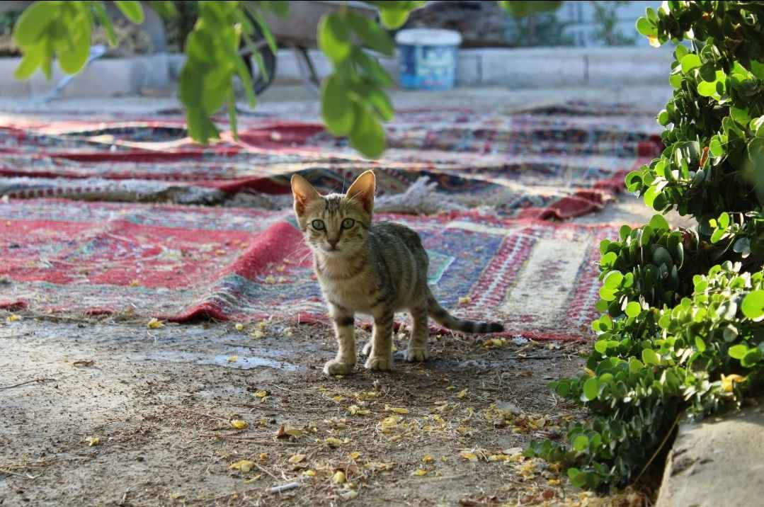 كامرة 
2000D كانون
24 بكسل
بيها رام 64gb
بيها اتصال نت 
العنوان النجف فقط ماكو توصيل السعر 300الف الله شاهد جديدة ما مستعملها كل غراضها موجودة النجف, العراق


**إذا كنت صاحب هذا الإعلان وتريد حذفه لأي سبب، رجاءا أرسل رسالة إلى الدعم الفني**