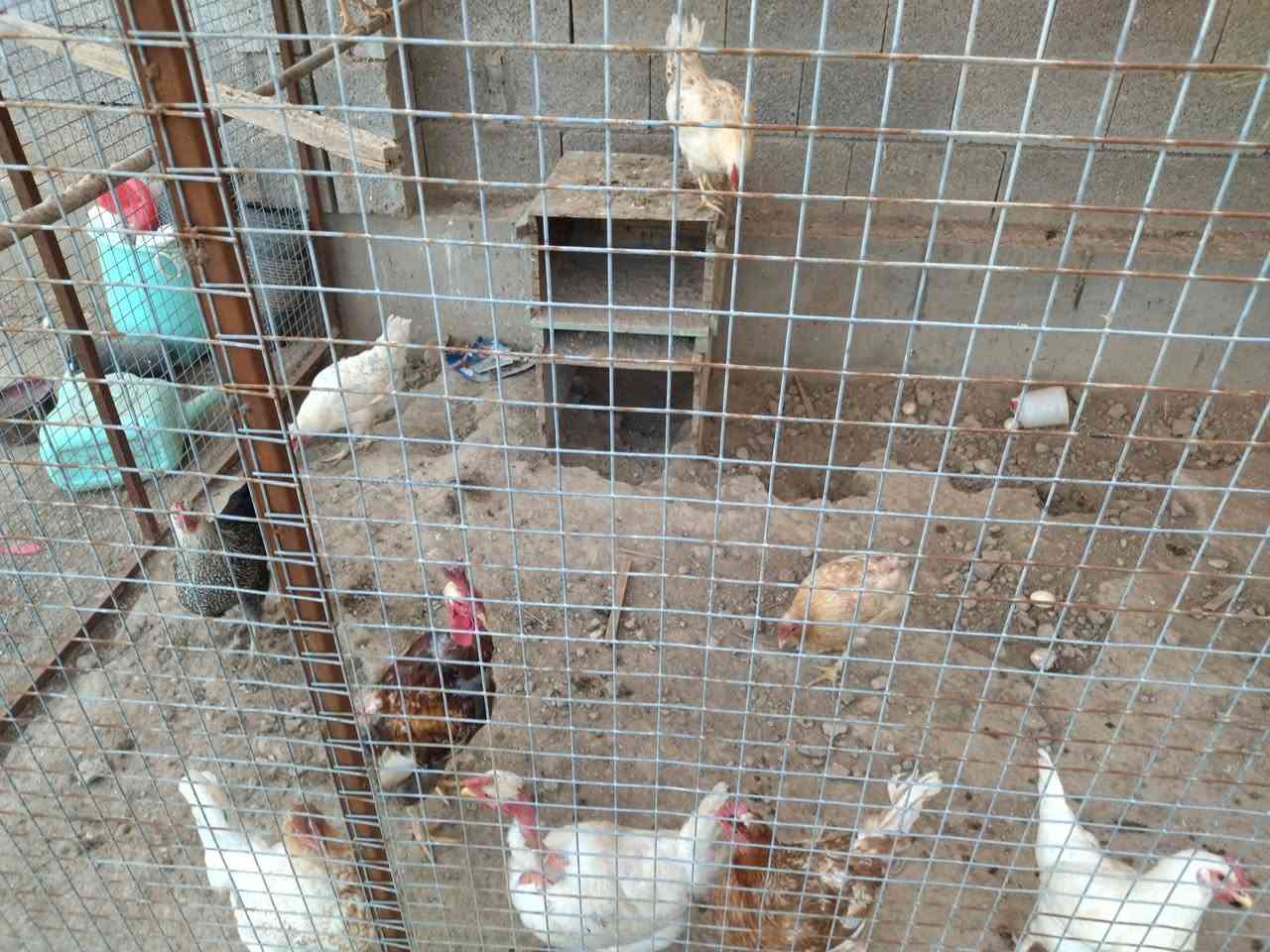 دجاج عرب بياض العمر ١٠ اشهر ١١ دجاجه + ديجين السعر ١٥ الف الدجاجه الواحدة .. ملقح وخالي من الأمراض


**إذا كنت صاحب هذا الإعلان وتريد حذفه لأي سبب، رجاءا أرسل رسالة إلى الدعم الفني**