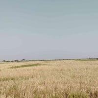بابل • ١٦ دونم • ارض ضمان