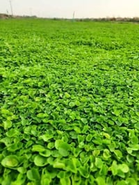 ديكور • حديقة • واتساب