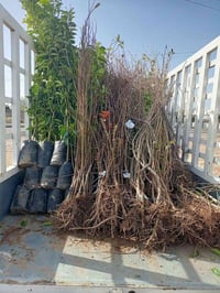 مشتل الجمعيه • نباتات نفضيه • حمضيات