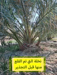 ١٠٠ فسيلة • برحي مجذّر • قضاء المدائن