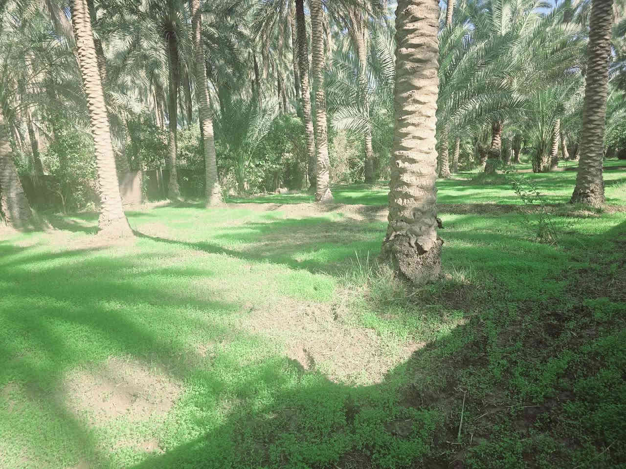 اللهم صل على محمد وأل محمد ليوم

 جبنالكم عرض مميز  وبسعر مناسب جدا واحلئ

 مايكون بهذا العرض هوه المنطقة والجيران الطيبة والهدوء 

 للبيع    دونم  المساحة بالأمتار 2500 متر محدد ومسيج بالكامل 

   تتوفر كافة الخدمات 

  كهرباء ضغط عالي مي اساله 

   مي سقي سيح البستان مخدومة

 بالكامل العنوان كربلاء شارع الحسينية سايد المواكب

 قرب جسر 🌉 الإبراهيمية الها مدخلين مدخل الأول من

 شارع الحسينية ومدخل الثاني من شارع الابراهيمية تبعد

 عن شارع الحسينية 1000  متر وعن جسر الإبراهيمية كيلو ونص 

 وعن مركز المدينة 15 كيلو منطقة سكنية عرض الشارع

 النازل عل بستان 6 متر واكو مكانات 7 و 8 م علمأ نوع السند

 طابو زراعي سند 25 تحويل سهم مباشر بأسم المشتري

 أصل السند  6   دونم فقط انزل اسمك سهم بالسند بمساحة

دونم  

#السعر   190    مليون  مع المجال

 للجاد بالشراء 

للإستفسار أكثر #اتصلوا بالأرقام التالية 

(  ‏‪***********‬‏  )(  ***********  ) 

ابو فاطمة عنوان المكتب شارع الحسينية قرب جسر 🌉 الإبراهيمية مقابل شارع عون مكتب النافعي للعقارات كربلاء   النافعي للعقار      #اشاره #الاصدقاء #متابعين #اكسبلور #الجميع #متابعين #اكسبلور #الجميع #متابعين #اكسبلور @إشارة
