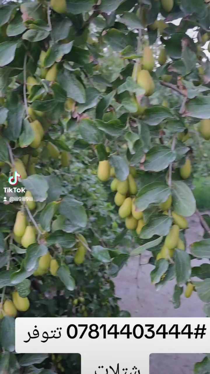 تتوفر شتلات السدر العرموطي الملاسي بدون نوى توصيل كافه مناطق العراق #مشتل السدره العنوان بابل الحمزه الغربي قرب قرب خيكان #مشتل_السدره0 I ***********# ***********#
