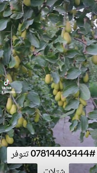 شتلات سدر • بدون نوى • بابل الحمزه الغربي