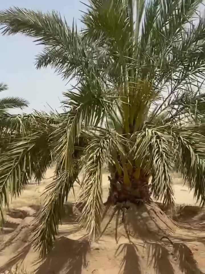 تتم زراعة الأنسجة في النخيل عبر استخلاص القمة النامية (الجمارة) للنخلة الأم وزراعتها مخبرياً في أوساط غذائية معقمة لإنتاج آلاف الفسائل المطابقة جينياً وخالية من الأمراض، تستغرق هذه العملية اكثر من سنتين تقريبا.

للاستفسار والتواصل:
- قسم المبيعات النخيل : ***********
- قسم المبيعات النخيل : ***********
- قسم الاسمده والتوصيل: ***********

الموقع: محافظة بابل، مدينة الحلة، طريق منطقة عوفي.

#البشير_مشروع_وطن  
#شركة_البشير_العالمية
