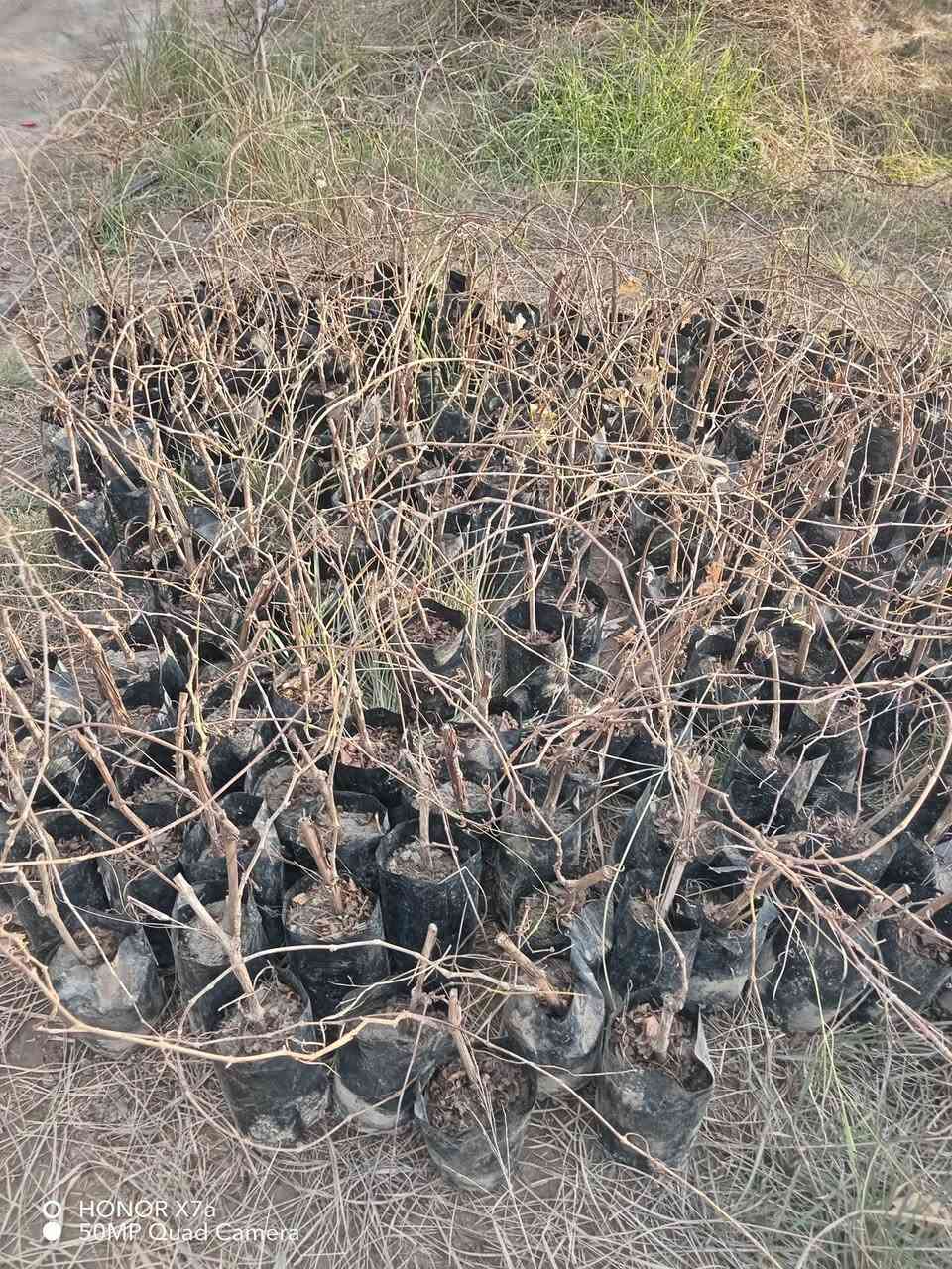 السلام عليكم شتلات عنب للبيع دايه
شده تركيه بالف  ١٠٠٠
حلواني ٧٥٠ 
العنوان حله سياحي قريه الساده ***********
