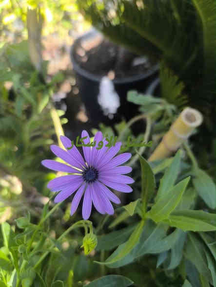 نبات الاستر 
متوفر شتلات عمر سنة 

📍 زورونا في موقعنا:
مشتل الأوسكار – حي الحنانة – شارع نجف _ كوفة
(مقابل غرفة تجارة النجف و فريندز كافيه ومطعم شريف– مجاور متنزه الحنانة العائلي)

🕗 أوقات الدوام:
من 8:30 صباحاً إلى 8:00 مساءً

📞 للطلب والاستفسار:
*********** – ***********
(اتصال / واتساب / مراسلة عبر فيسبوك)
 متوفر دفع  زين  كاش ومتوفر ماستر  

🚗 يتوفر توصيل داخل النجف
موجودين في تطبيق توترز لبعض المواد الزراعية 

أهلاً وسهلاً بكم دائماً في مشتل الأوسكار 🌹🌹🌹
