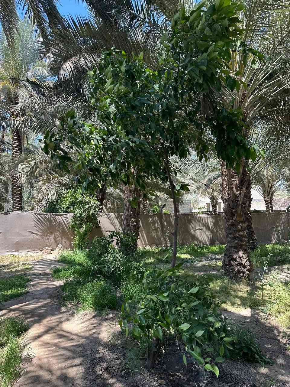 قطعه  للبيع مساحتها 400 متر 
في كربلاء شارع بغداد مقابل عامود 50 قرب الشارع العام جهة الدخول الخدمي خلف الخباطه  
شارع 10متر والفرعي 8متر تبعد عن التبليط الفرعي 20متر
توفر ماء كهرباء مجاري  
طابو زراعي سند 25 من صاحب الارض 
السعر 225 مليون 
عقارات كربلاء في حي العباس ع ***********
@أبرز المعجبين
