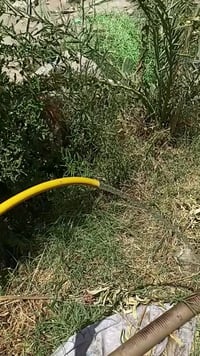 دونم طابو زراعي • محلات ٢ • ٨٠ نخلة