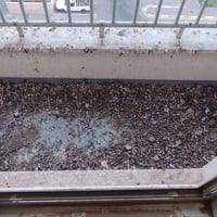 تنظيف وتعطير • بلوك B1 عماره ١٠٧ • ١٠٠م