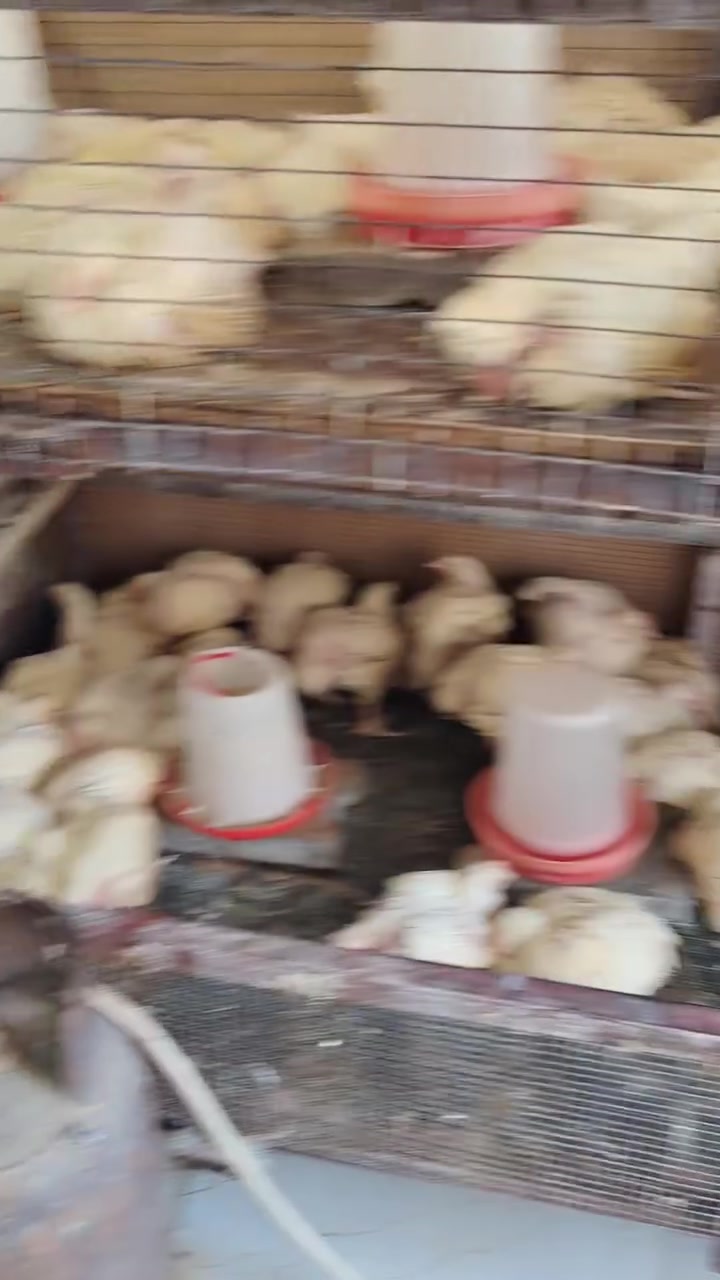 ياالله مثل ماعودنكم كل فتر عروض جديد
 الدجاج الحي ❤️3500 الصدر 5000صدر مسحب خالي من العظم 7000♥️ا فخاذ /5000♥️ اجنحه 5000♥️ ركب 1،500♥️كبده خبط 4،000 ♥️ جاهزين للكل المناسبات و المطاعم ،♥️العنوان الطوبجي تقاطع💜الفراشه رقم *********** قرب سكلة ابو سيف
