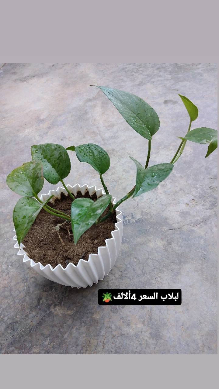 ورد ضلي 
✨ ورود يومية بأجمل الألوان
🚚 توصيل مجاني داخل هبهب
📍 أقرب نقطة دالة: قرب مدخل المجمعات
📩 للطلب مراسلتنا خاص


**إذا كنت صاحب هذا الإعلان وتريد حذفه لأي سبب، رجاءا أرسل رسالة إلى الدعم الفني**