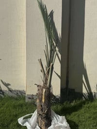 فسائل نخيل • مكتوم أحمر • شهربان