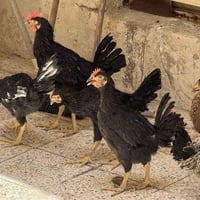 ٣ دجاجات • ٢ ديوج • ماخذات لقاح