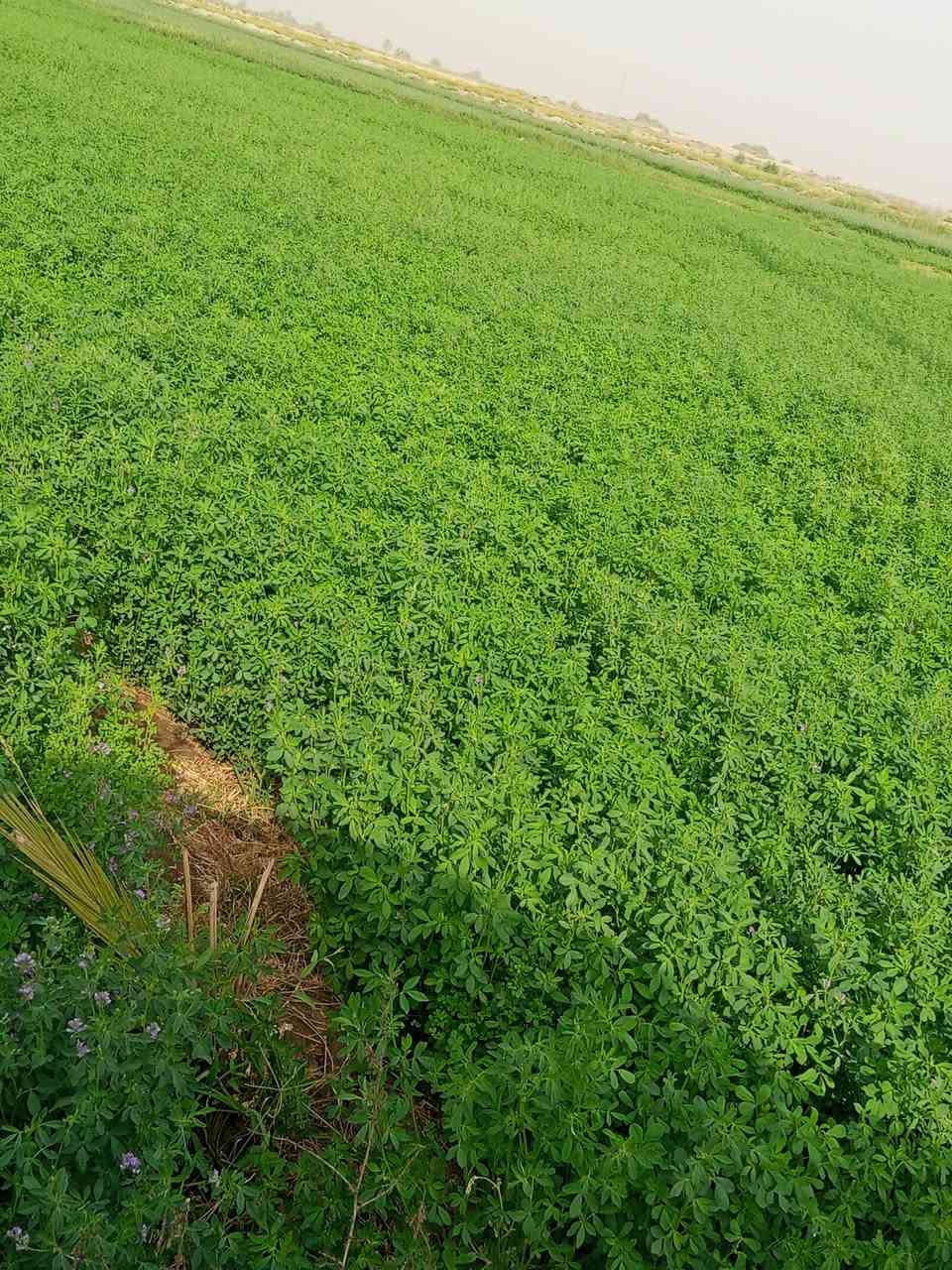 متوفر في مكتب جنائن ذي قار بذور جت عراقي درجة اولى من ناحية النضافة والنوعية السعر خاص متوفر توصيل لكافة المحافظات العراقية للتواصل الاتصال على الرقم *********** او *********** او مراسلتنا ع الخاص
