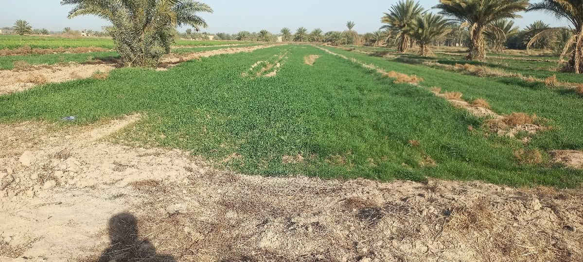 ارض زراعيه للبيع لمخاضره خلف الساده البعاج مشاره وثلث بسم المشتري ماء كهرباء تبليط يبعد ٥٠٠ م عنه ***********
