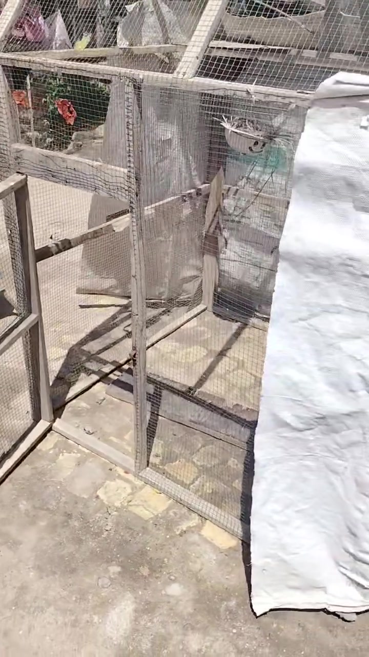 قفص بلابل للبيع سعر 60 وبيه مجال قليل


**إذا كنت صاحب هذا الإعلان وتريد حذفه لأي سبب، رجاءا أرسل رسالة إلى الدعم الفني**