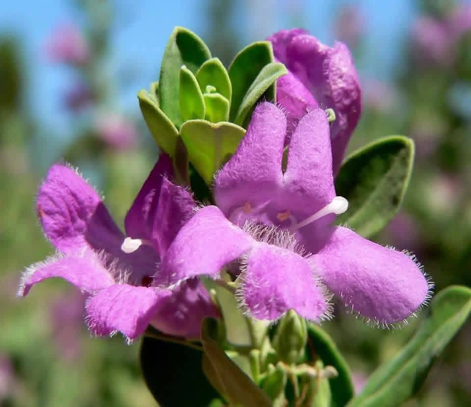 السلام عليكم متابعينا 🤍.
بمناسبة الموسم الربيعي نعلن عن توفر وجبة جديده من نبات حارس تكساس  💜🪻

بأرتفاع ٥٠ سم تقريباً ✨🩷
 السعر ٩ الف 💛

الوصف النباتي بالاسفل.
نبات حارس تكساس 
نبات ليكوفليوم
او يسمى حارس تكساس نبات شجيري كثيف أوراقه رمادية اللون وموطنه المكسيك وولاية تكساس. ويصل ارتفاعه إلى نحو 2.5 م وعرضه نحو ذلك. والأوراق ناعمة تعطي للنبات شكله المتماسك، وأحياناً تغطي الأزهار ذات الألوان البنفسجية و الوردية كامل النبات وهو ما يعطي للنبات لوناً فاتحاً بهيجاً في الربيع ورائحة مميزة في فصل الصيف.
ويحتاج نبات ليكوفليوم إلى ضوء الشمس المباشر ☀️☀️والحرارة الشديدة🥵🥵. أما في الظل فيكون نموه غير منتظم الشكل. والنبات شديد التحمل للجفاف🥵🥵 ويجود نموه في الترب جيدة الصرف والقلوية والرملية التي قد تكون فقيرة أو حصوية. والنبات يتحمل الصقيع🥶🥶، ويحتاج إلى الري المعتدل، أو الغزير أحياناً في فصل الصيف، مع مراعاة تجنب الري الغدق. ويكون التكاثر بالعقل. وعادة لا يصاب النبات بالآفات
وهذا النبات متأقلم مع الظروف الصحراوية، وأول ما أدخل إلى المناطق السكنية في الرياض كان في أوائل الثمانينيات من القرن الماضي  حيث لوحظ أيضاً إمكانية قصه على هيئة سياج وأشكال جمالية. ويصلح لأن يكون نباتاً مميزاً يعطي تبايناً في الألوان مع النباتات الأشد منه خضرة، ومتطلبات الرعاية منخفضة، لكن التقليم يجعل المجموع الخضري للنبات كثيفاً.
الموطن: البحر المتوسط , شبه الاستوائية , شبه البحرالمتوسط , معتدلة
الرطوبة: شبه قاحلة , قاحلة جداً
الإكثار: التعقيل , زراعة البذور و نقل الشتلات
الرعاية: منخفص
الظروف البيئية
البيئة الحضرية: مقاوم
الجفاف: مقاوم
البيئة الغدقة: حساس
الري: منخفض
درجة الملوحة: متوسطة < 3000 جزء بالمليون
تحمل الصقيع: -15 مْ
النمو: معدّل نمو اعتيادي
الإرتفاع: من 1.5 الى 2.5 م
التمدد: من 1.5 الى 2 م
طبيعة الأوراق: دائم الخضرة
ازهاره اللون: أرجواني
الحجم: من 2 الى 3 سم
موعد الإزهار: من مطلع مارس حتى نهاية يونيو
موقع الإستخدام :
الأماكن العامة المفتوحة , منطقة مشاة , تشجير الشوارع , الريف , حديقة صخرية , تشجير التلال , استقرار التلال , تشجير المتنزهات , حديقة السهوب , حديقة خاصة , حديقة معلقة ممتدة , زراعة بستان , سياج زهري , سياج منخفض الارتفاع , مزرعة صغيرة في وادي ,

📍 متوفر توصيل لجميع محافظات العراق 🚗🚗 
📍 للحجز والاستفسار يرجى مراسله الصفحه او مراسلتنا على واتساب من خلال الرقم:
***********

