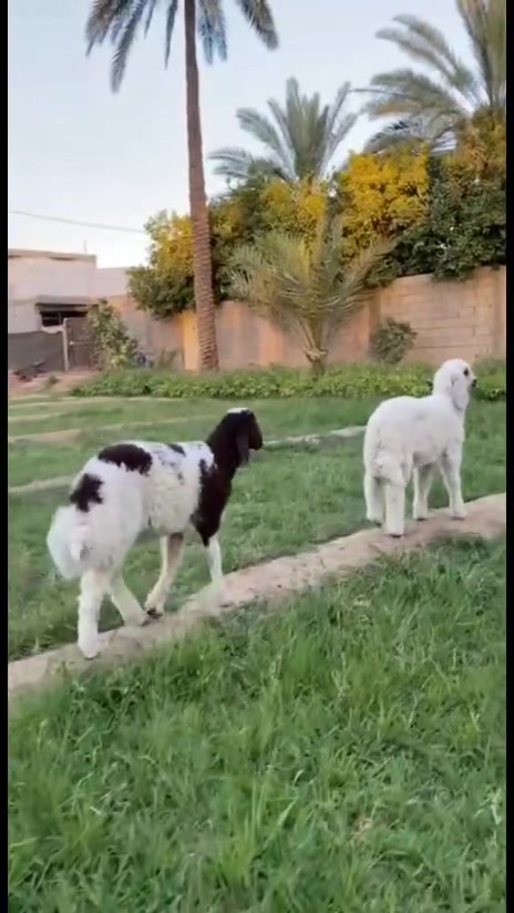 السلام عليكم
للبيع طليان فحله حلوات
الشراي يتصل وبي خير ويدلل
مكان حله حي الجزائر
الهاتف *********** تحياتي للجميع 🫡🫡
