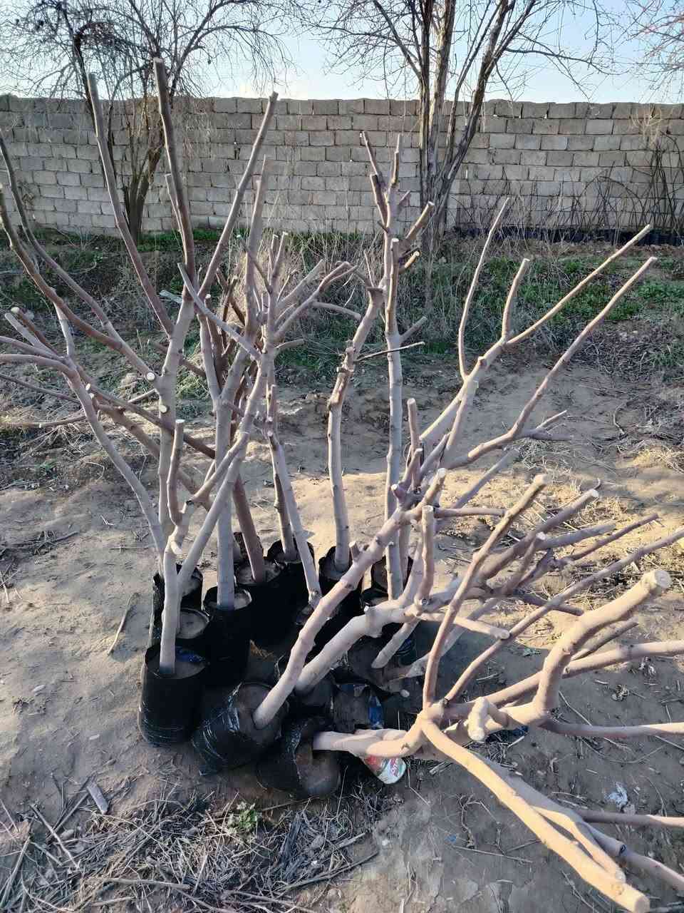 احسن شتلات تین متوفر بسعر من ١٠ تألف ل٣ تألف الشتله
🟨 تین اصفر عسلی تركي عمر سنه
⬛️ تین اسود بني مسلم عمر ٤ سنوات شرط جذر
◾️تین اصفر  عسلی الاسبانی عمر سنه

اارتفااع الشتله ١٧٥ سم الى مترين

عنون ناحية حمام العليل

 نقطه داله قرب ملعب قبر العبد الرياضي

واتساب ***********
خدمة توصيل عل مشتريه موجود
