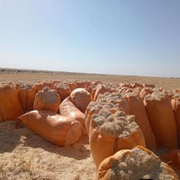 تبن درجة أولى • تبن ناعم • توصيل الناحية