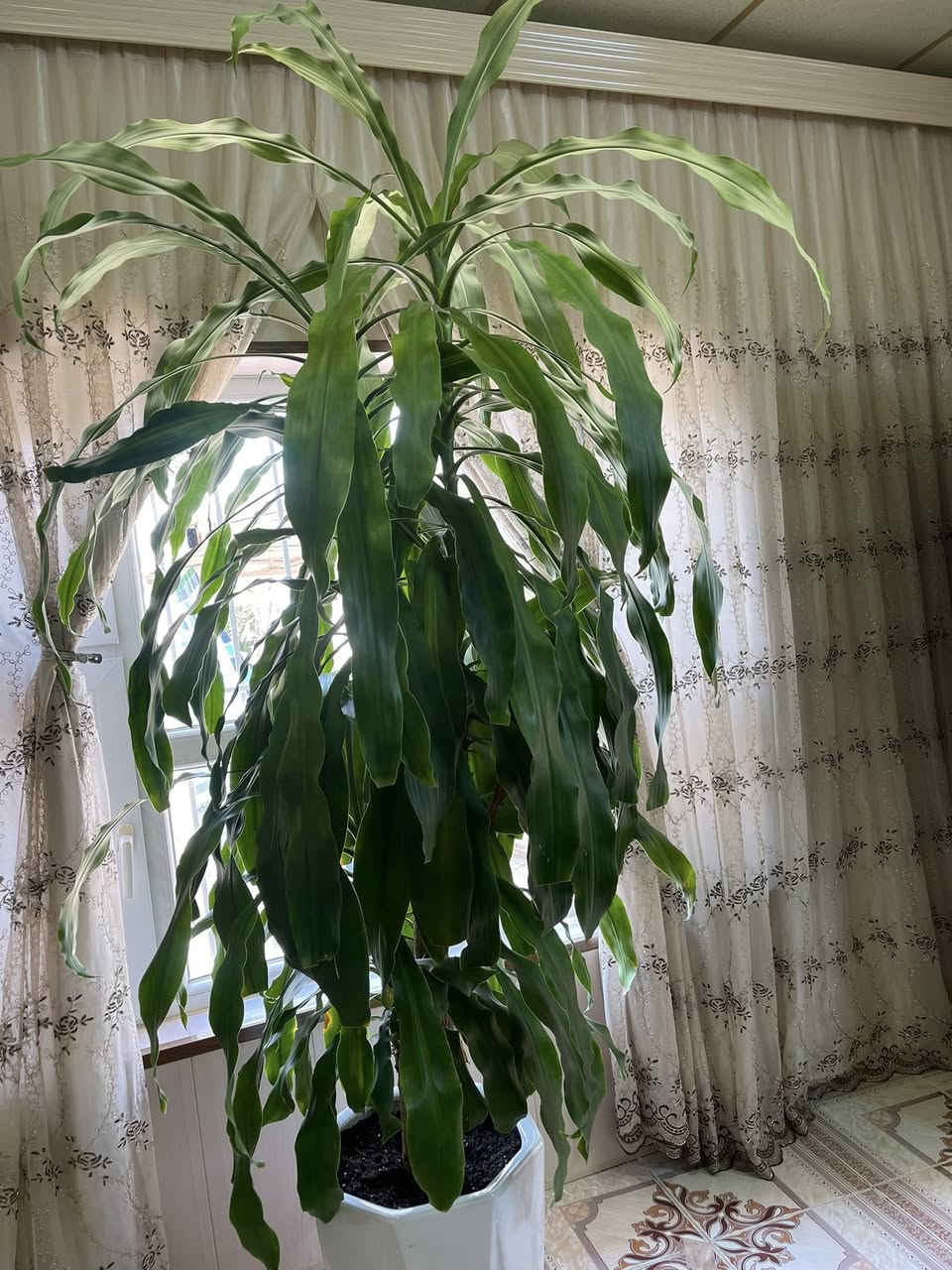 گوڵی سروشتی
هەڵەبجە
بۆ فرۆشتن


**إذا كنت صاحب هذا الإعلان وتريد حذفه لأي سبب، رجاءا أرسل رسالة إلى الدعم الفني**