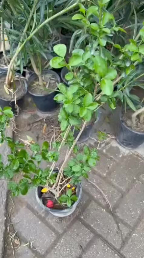 الهم صلِّ على محمد وآل محمد


**إذا كنت صاحب هذا الإعلان وتريد حذفه لأي سبب، رجاءا أرسل رسالة إلى الدعم الفني**