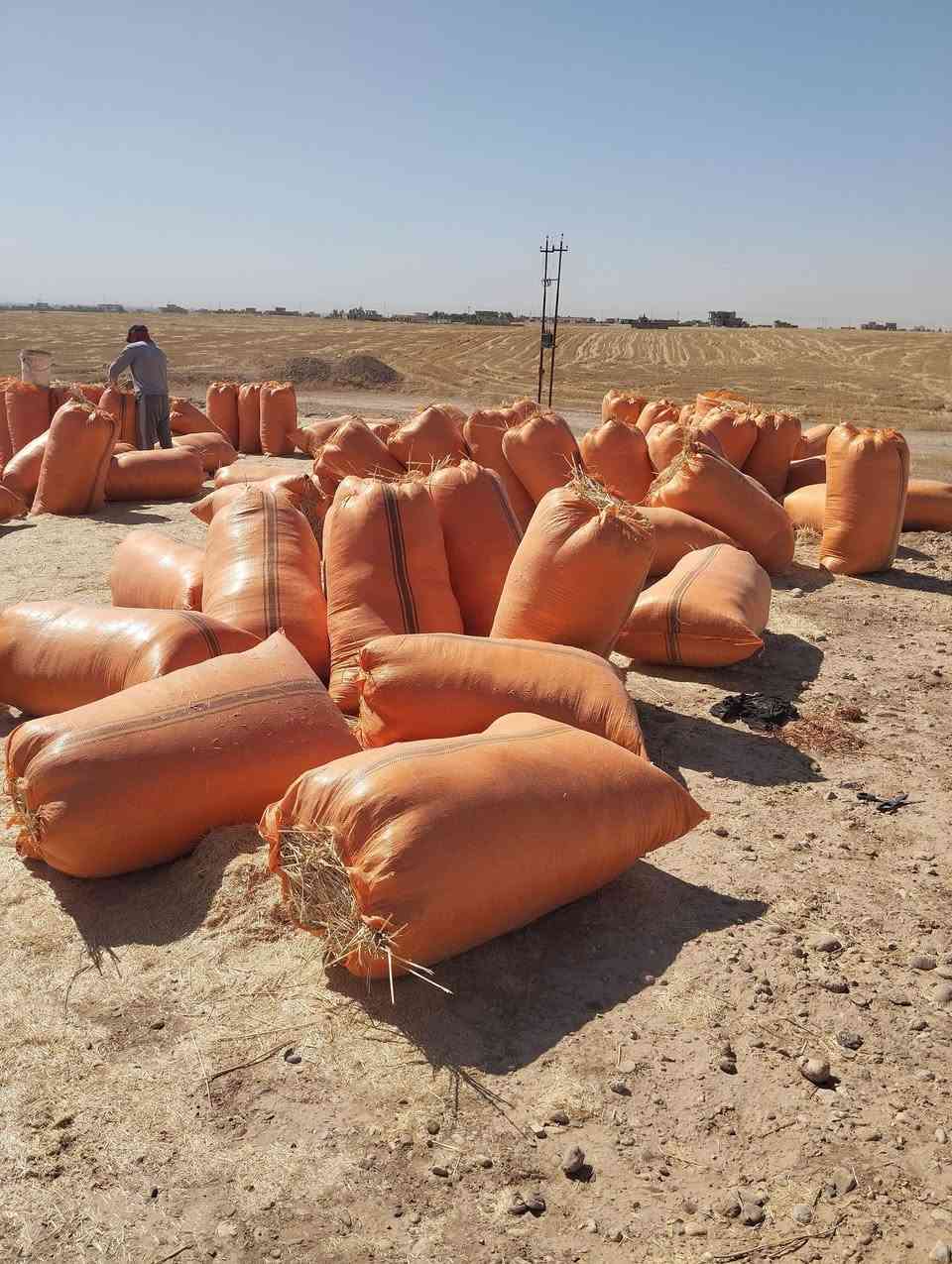 السلام عليكم يوجد تبن للبيع شلفان السعر ٣٠٠٠ الشليف واصل البيت ومال الحنطه مال السنه شرط نضيف القياس الشليف عرض ٧٠ ارتفاع ١١٠) ويوجد شلفان ابو ٨٠ عرض وارتفاع ١٢٠ السعر ٤ الشليف واصل البيت ومال الحنطه والاستفسار (***********)
