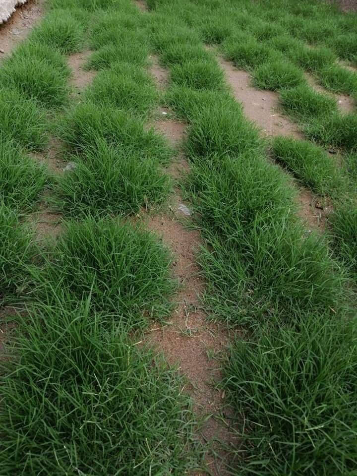 ثيل ديالى الطبيعي #***********#
