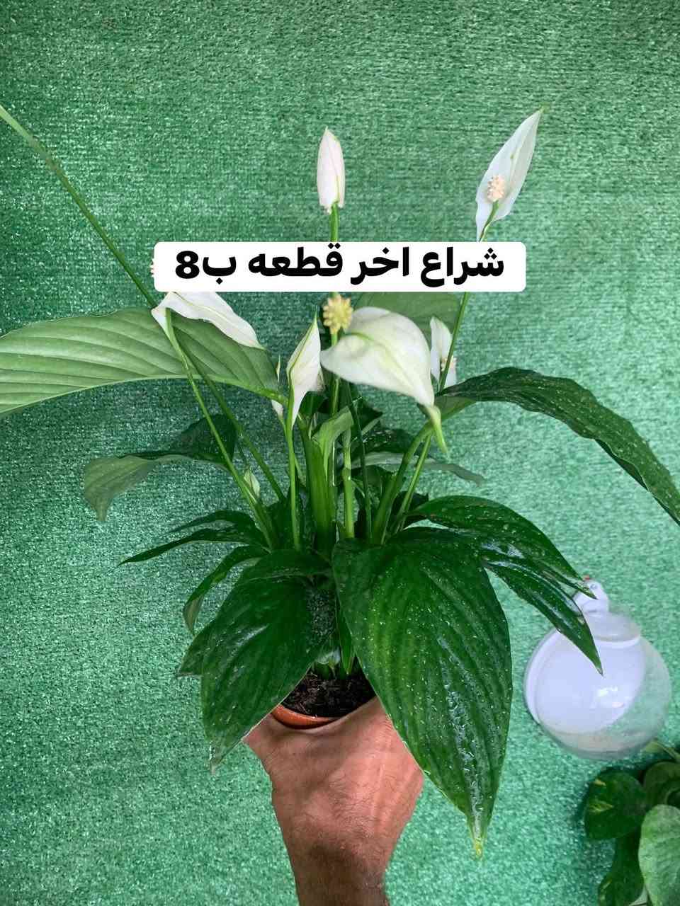 منشور ضليات تفاصيل داخل صور


**إذا كنت صاحب هذا الإعلان وتريد حذفه لأي سبب، رجاءا أرسل رسالة إلى الدعم الفني**