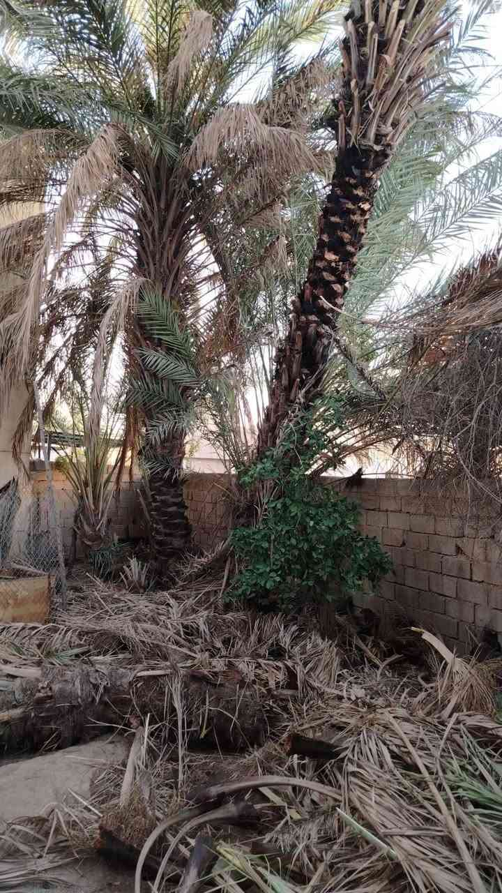 السلام عليكم  . متوفر سعف نخل كميه الي يحتاجه الله محيي


**إذا كنت صاحب هذا الإعلان وتريد حذفه لأي سبب، رجاءا أرسل رسالة إلى الدعم الفني**