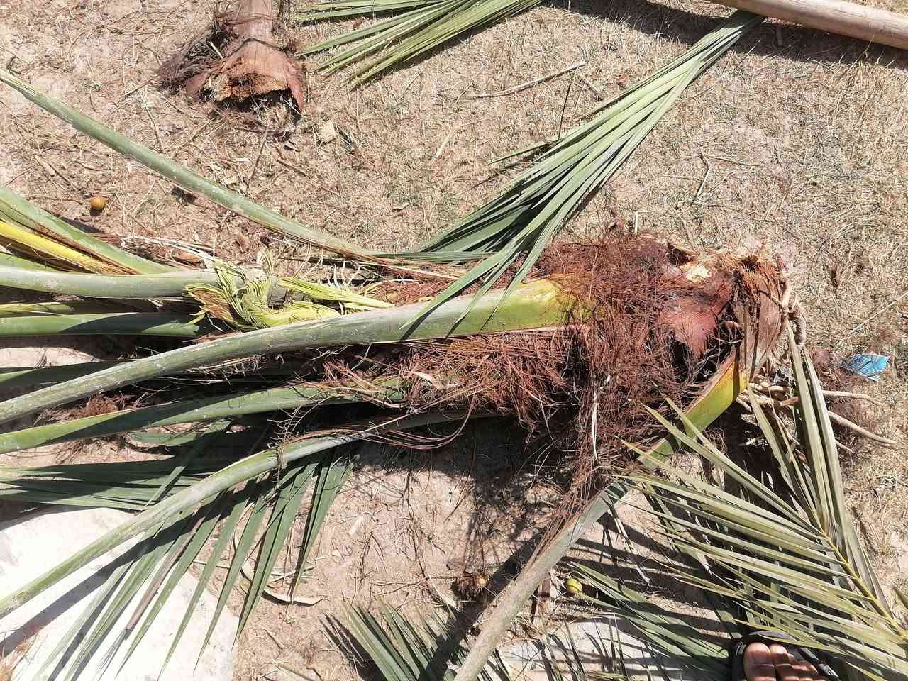 عندي هاي 5 نخلات للبيع اليريد يسويهن جمار او بيهن يمكن 3 عدلات ينزرعن وسعر مناسب صويره حي الزهور *********** واكو بعد زغار ماصورتهن
