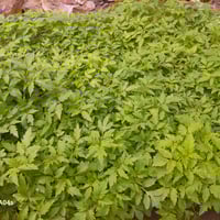 طماطم ناعمه • هيتاوية • توصيل هيت