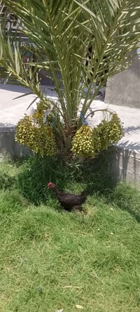 ١٧دونم • بيت حديث • ٤٠ نخلة
