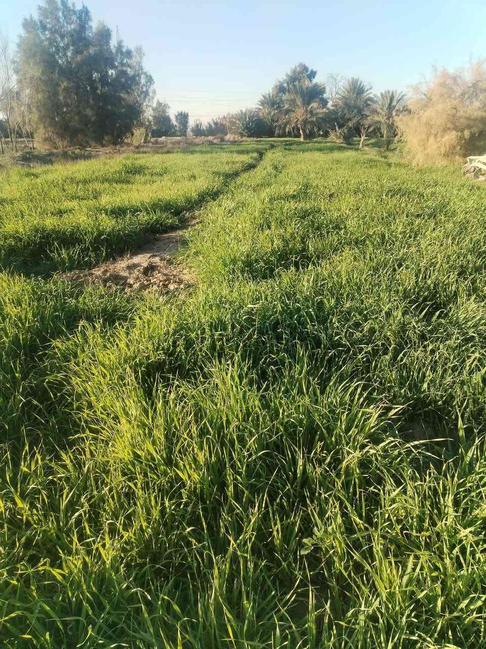 ياالله
ارض اللبيع  ارض زراعيه عقد 35 بسمنه
اكثر من ثنين دونم 
متوفر بيه كهربا 
متوفر بيه ماطور ماي كهربايئ مع صواند مع برينه 
عنوان الحمزه الشرقي  الجعفريه 
الستفسار ع الرقم *********** ايضن الخاص مفتوح
