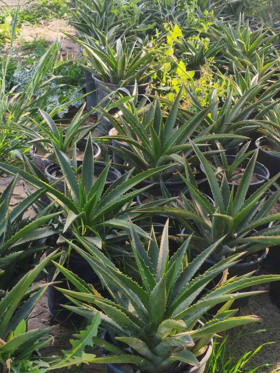 مشتل البدعه داخل ناحيه كنعان 
يتوفر فيه جميع انواع الأشجار المثمرة والحمضيات 
يتوفر فيه جميع أشجار الزينه 
يتوفر فيه نخل خضراوي 
للاستفسار الاتصال على الرقم التالي ***********
