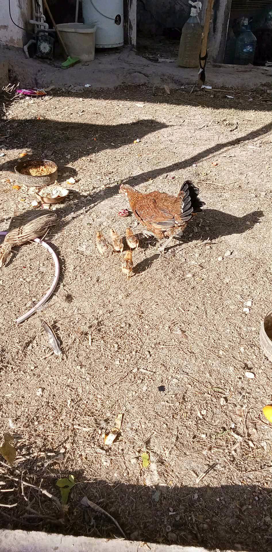 سلام عليكم دجاجه ويا 4 فروخ ويا ديك للبيع سعره 30 الف مكان باردوخانه