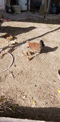 دجاجه • ٤ فروخ • باردوخانه