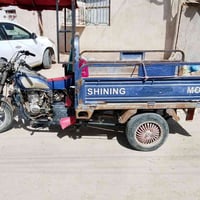 شايننج • مكفوله • شاصي فطر