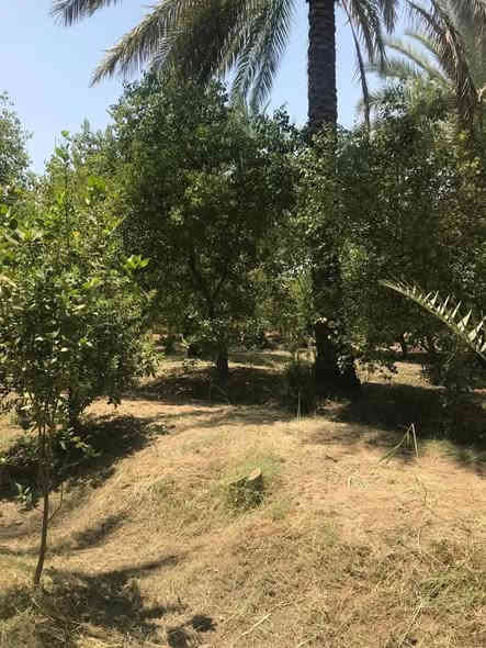 للبيع مزرعه 2دونم ملك صرف يحتوي على بيت 🏡دار استراحه الواجهه 80 النزال 62نخيل الوان🌴🌴 +اشجار مثمرة🌳🌳🌲 ماء سقي من بحيرة شط  + كهرباء+ سحب مولده 
بغداد الراشدية قرب البحيرة ***********
السعر خاص
