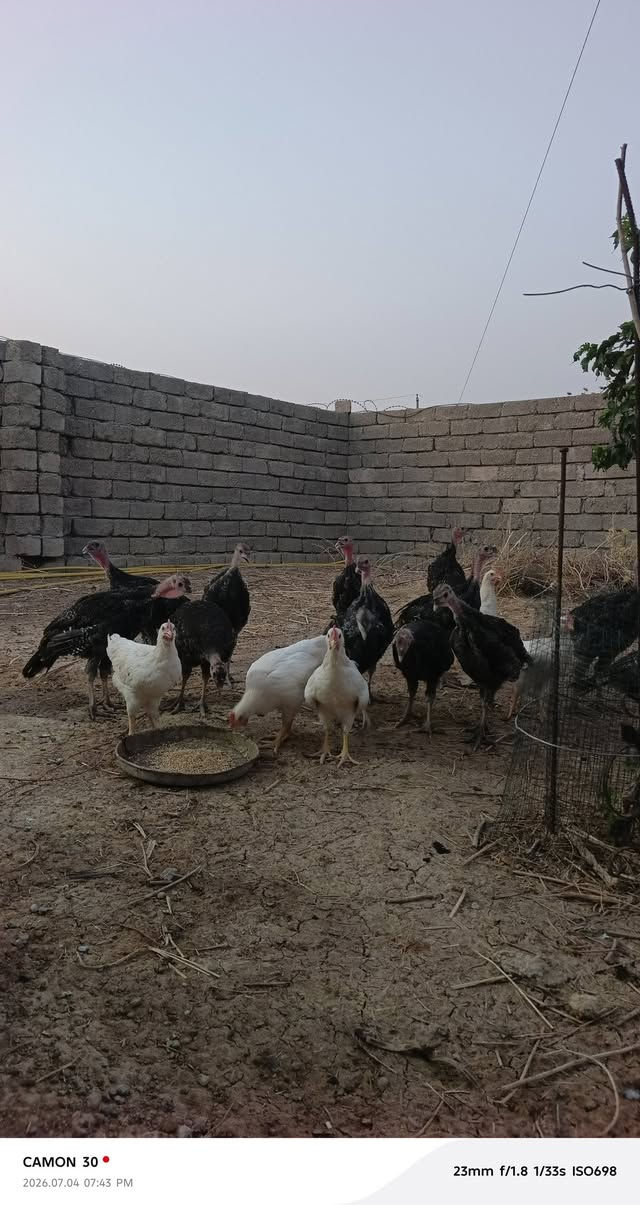 صواصي بصره عدد 14 تك 11تك فحوله 3 انثايات سعر زوج، 40الف الفحوله سعر زوج 30 الانثايات 
5 ديوكه مال دجاج سعر زوج 15 الف مكان ناحية الشورة ***********
