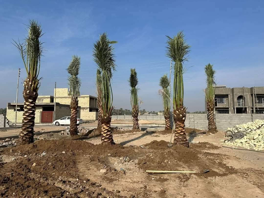 السلام عليكم  كادر متخصص لتجهيز المزارع والمنتجعات والمسابح  تجهيز الحدائق والبساتين تشجير الحدائق تشجير البساتين لدينا جميع انواع النخيل  مكتوم جبجاب بريم بلكه بربن جميع انواه النخيل و ترتيب الاراضي المتروكه وتسميدها بالسماد الحيواني.. عنوان كربلاء وباقي المحافظات الي عنده عدد كبير من نخيل نتفق ونجي ***********
