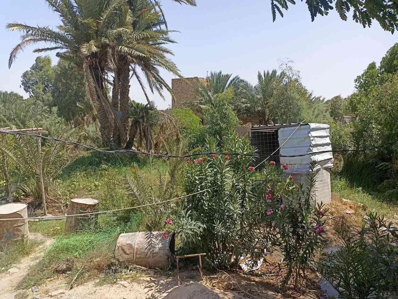 السلام عليكم دونم طابو زراعي سند 25 تحتوي الدونم على محلات 2 وغرفه وزرع 80نخله و40 رمانه وتين ومزروعه جت وبير حلو للسكي وماي اساله وكهرباء ومولد على شارع تبليط الموقع خلف عمارات الزيتون قرب الكفه الجديده للاتصال ***********
