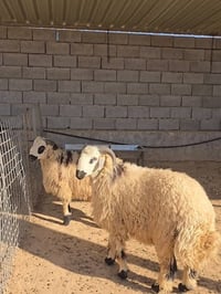 البيع مكان الفضيليه السعر 175 الواحد ، ،،07866650805الاستفسار التصال