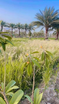 للبيع او مراوس ارض زراعية ( ٥ )  دونم سند ٢٥ باسمي تحويل مباشر باسم ال...