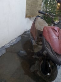 ماكس ثعلب • ١٥٠ • مجال