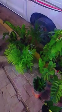 قرب العسافي • موجود