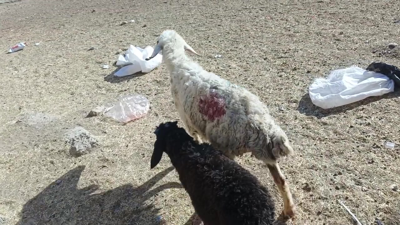 يوجد مطفل وراه طلي شرط نصاحه حانيه فوك بنه خشانه فول نصاحه مال جنايه شرط ام ثاني السعر350الف قفل بدون عمله المكان بيجي حي العصري رقم الهاتف ***********
